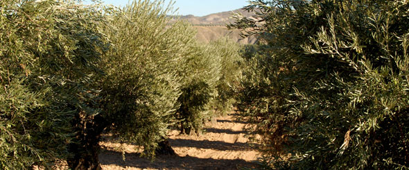 paseos-entre-olivos-actividades paseos-entre-olivos-actividades