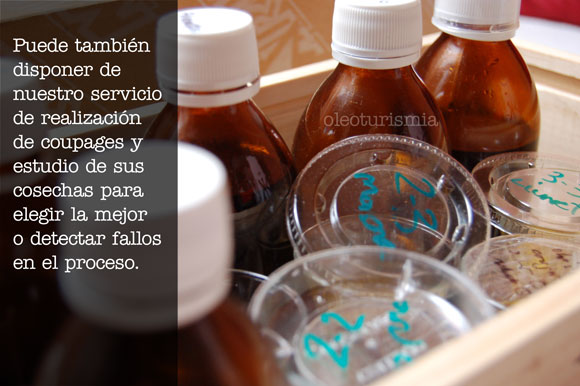 imagen-fichas-de-cata-almazaras imagen-fichas-de-cata-almazaras