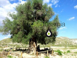 Olivo milenario en Agua Amarga