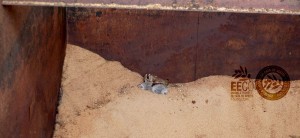 Curso-Maestro-de-Almazara-Abril-2015-en-la-EECO-con-Mar-Luna