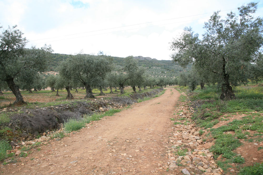 Oleoturismo en Badajoz: D.O.P. Aceite Monterrubio