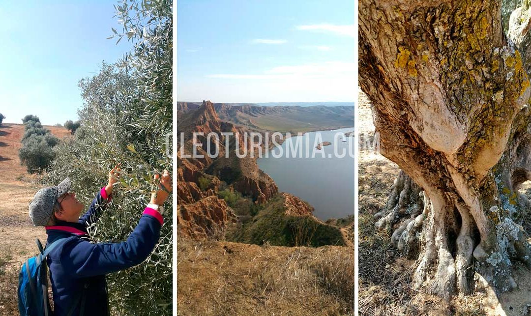 Oleoturismo en Toledo: Las Barrancas de Burujón